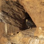 Zoo hatches record number of condor chicks to release into the wild